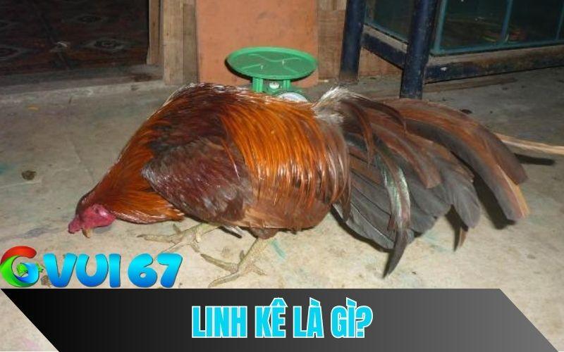 Tìm Hiểu Về Linh Kê