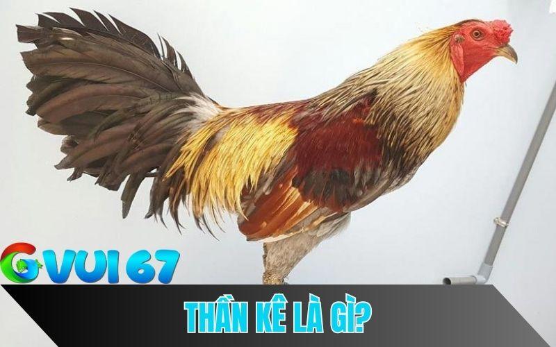 Tìm Hiểu Về Thần Kê