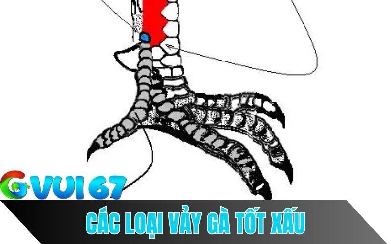 Tổng Hợp 92 Vảy Gà Đá Tốt Xấu Mà Kê Thủ Nên Biết