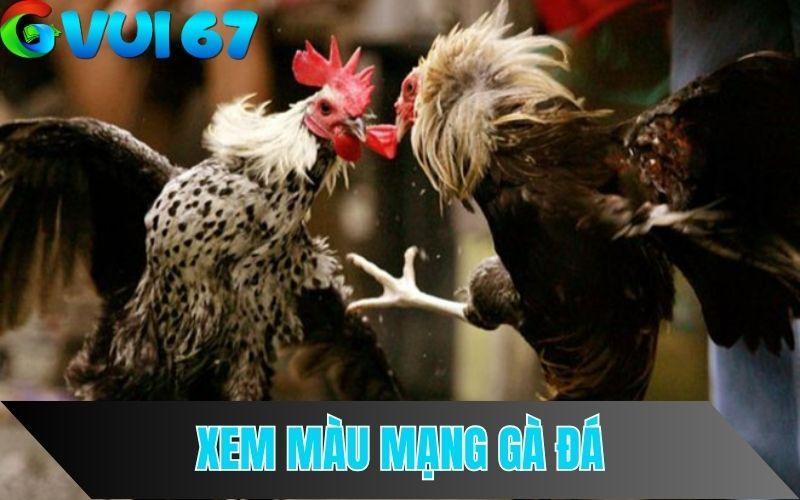Tổng hợp bí kíp xem màu mạng gà đá chuẩn nhất
