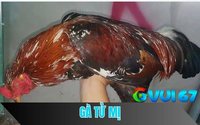 Tử mị kê
