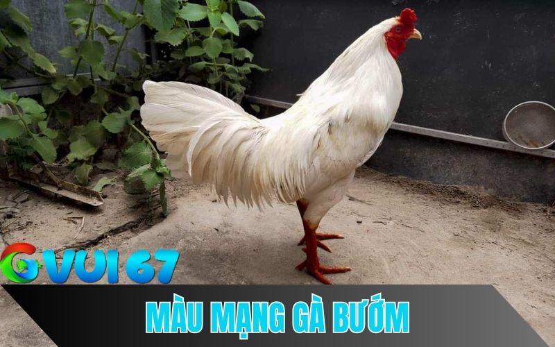 Ga Buom Co Mau Mang Gi