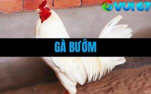 Gà Bướm - Tìm Hiểu Chiến Kê Được Mệnh Danh Là Sát Thủ Thomo