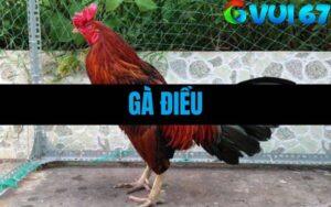 Gà Điều - Tìm Hiểu Chiến Kê Dũng Mãnh Với Sức Chiến Đấu Vượt Trội