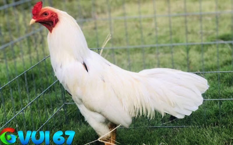Gà bướm hay gà (Úa) những con gà có lông màu trắng