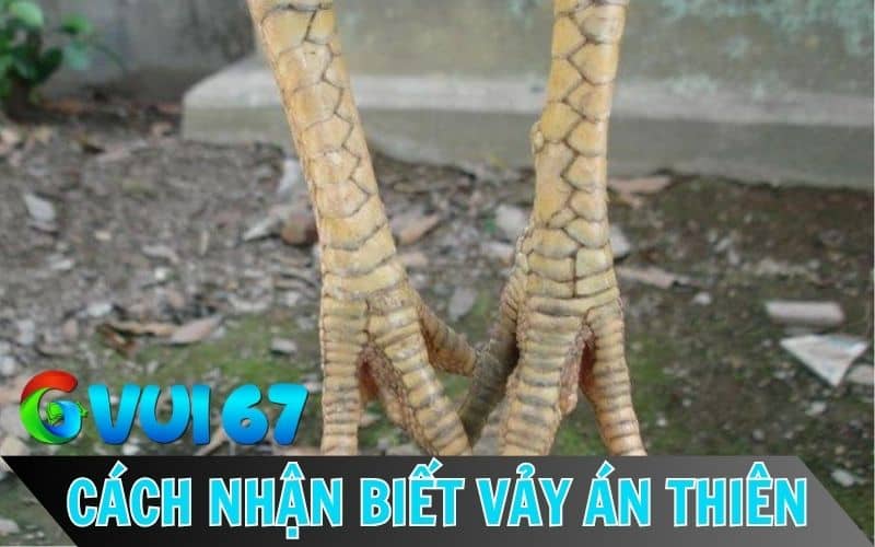 Cách nhận biết vảy án thiên qua hình dáng, vị trí mọc vảy Cách nhận biết vảy án thiên qua hình dáng, vị trí mọc vảy