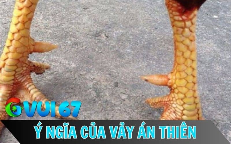 Gà có vảy án thiên thường được xem là điều may mắn Gà có vảy án thiên thường được xem là điều may mắn