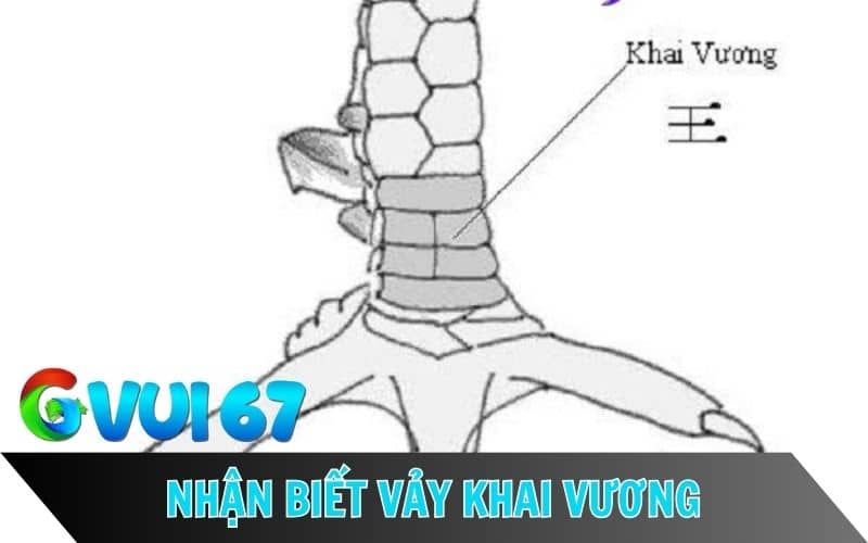 Hình dạng và vị trí mọc vảy khai vương trên chân gà