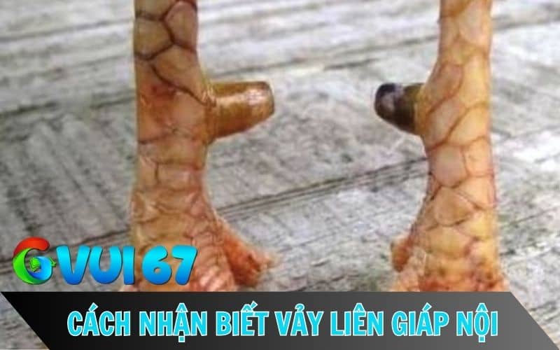 Những đặc điểm nhận biết vảy liên giáp nội Những đặc điểm nhận biết vảy liên giáp nội