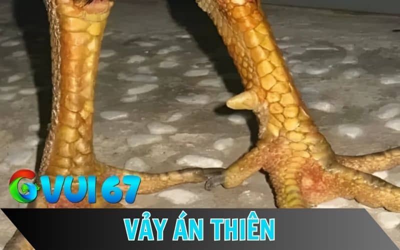 Vảy gà án thiên là loại vảy hiếm được đánh giá cao hơn so với những loại vảy khác Vảy gà án thiên là loại vảy hiếm được đánh giá cao hơn so với những loại vảy khác