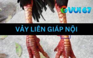 Vảy Liên Giác Nội