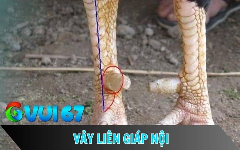 Vảy liên giáp nội là hai vảy nằm liền kề và dính sát vào nhau Vảy liên giáp nội là hai vảy nằm liền kề và dính sát vào nhau