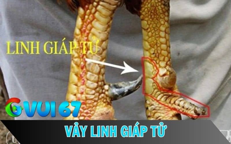 Vảy linh giáp tử là loại vảy hiếm được nhiều sư kê săn đón