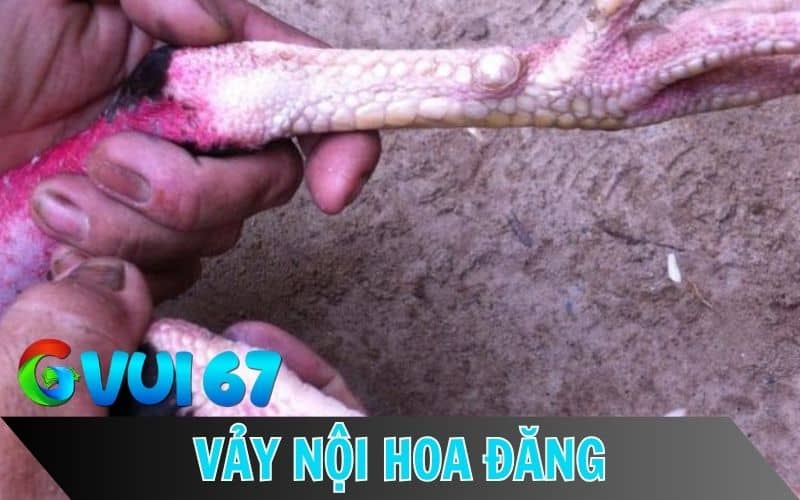 Vảy nội hoa đăng là vảy một đường thẳng tắp phía mặt sau của chân gà