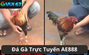 Đá Gà Trực Tuyến AE888